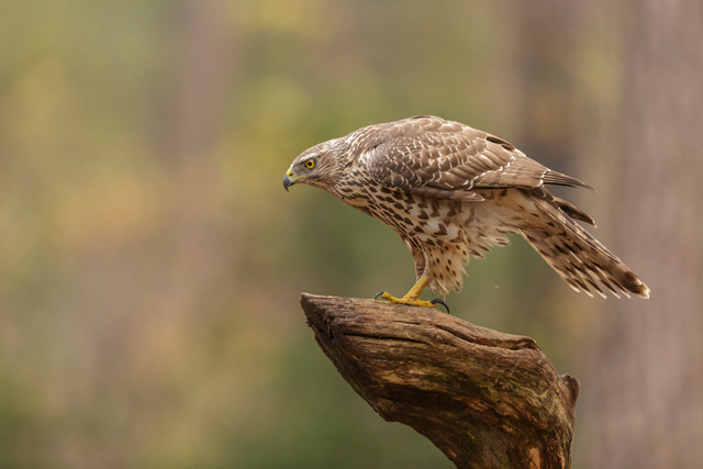Wandelroute Goeree Overflakkee Grevelingen, Kabbelaarsbank Vogels, Vlinders En Onverwachte