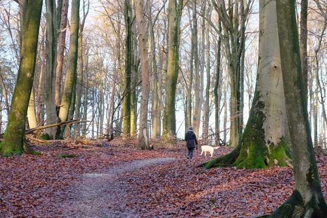afbeelding van een wandelaar in park Gulden Bodem.