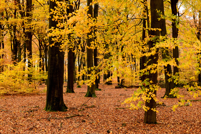 Wandelroute Veluwe Planken Wambuis Het Oude Hout