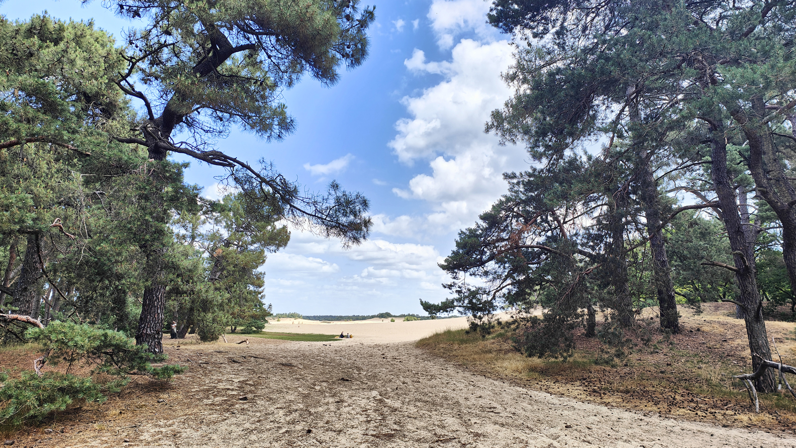 zand en heide in de Loonse en Drunense Duinen.