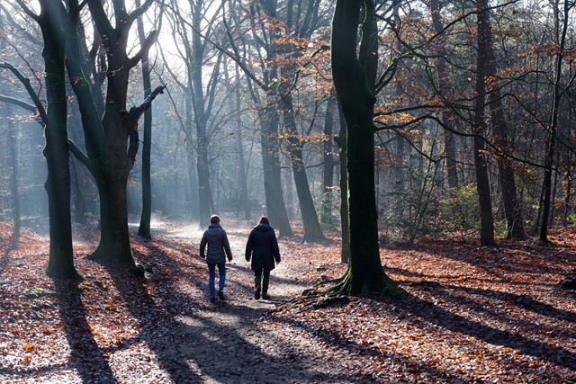 afbeelding van wandelaars in de bossen bij Doorn.