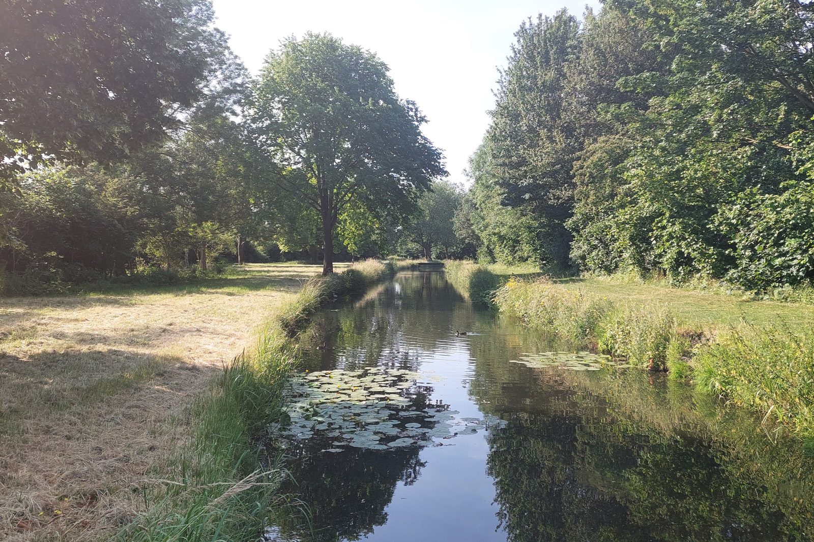 groene natuur met water.