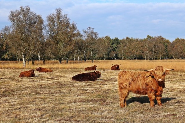 grote grazers hooglander