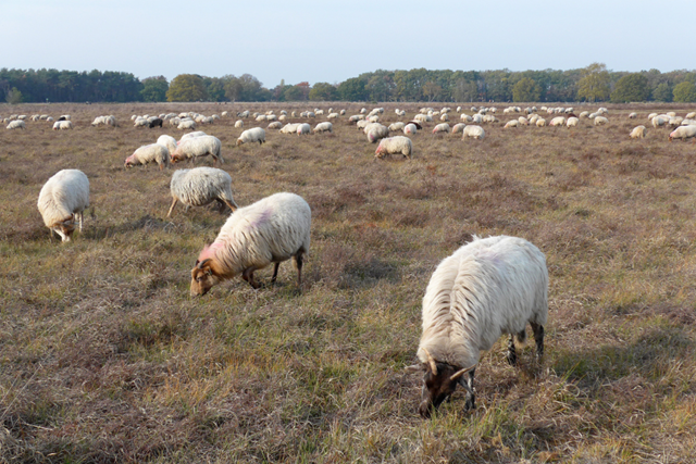 NS Wandeling Landgoed Groeneveld Station Zuider En Westerheide