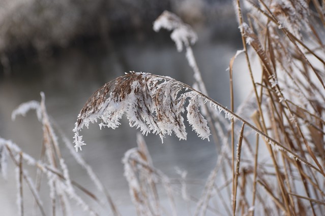 /mooie-winterwandelingen-bevroren-riet
