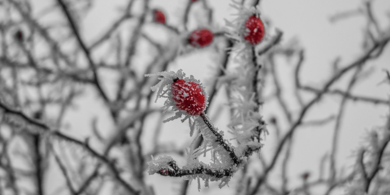 Winterplukken
