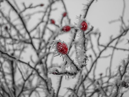 Winterplukken