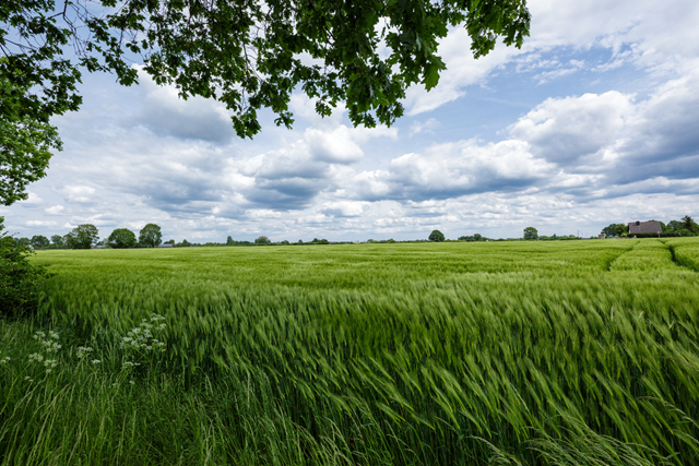 Wandelen In Vlaanderen (België) Antwerpen 1. De Kempen Zand, Heide En Vennen