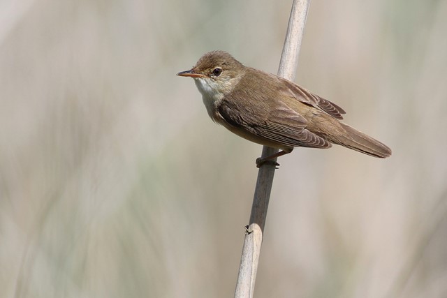 afbeelding van een klein bruin vogeltje op een rietstengel.