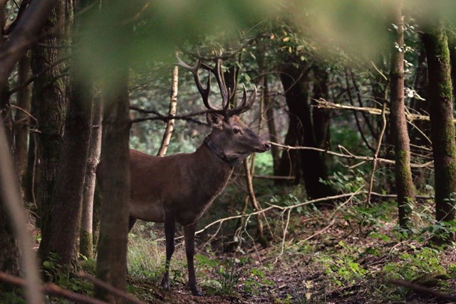 Hert in Het Groene Woud. (Foto: ©  Ad Rijkers, Flickr)