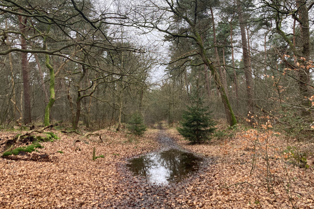 Wandelwoorden Deel 1 Retourneringsrecht: Bos Amerongen
