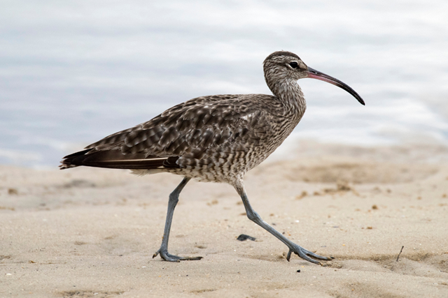 Wandelroute Goeree Volgerland Vogelleven In Het Grasland