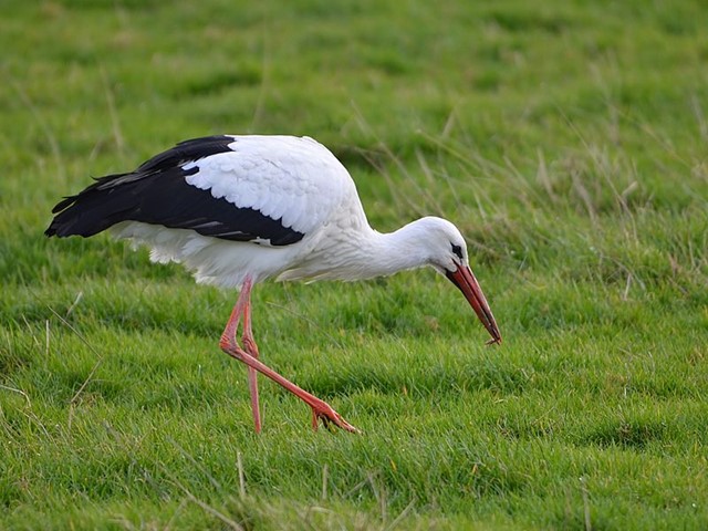  ooievaar