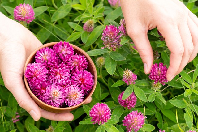 vrouw plukt roze eetbare bloemen in de natuur.