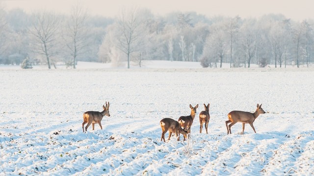 afbeelding van reeën in een besneeuwd landschap in de Hondsrug, Drenthe.