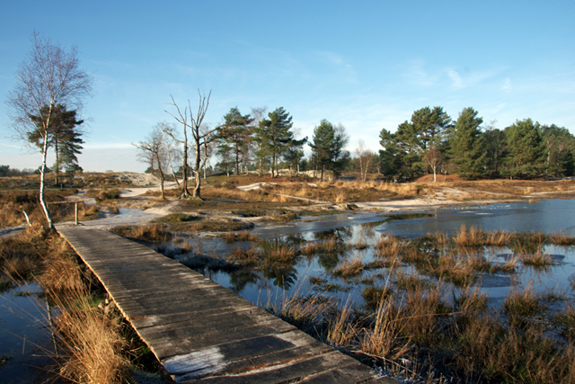 Wandelroute Brunssummerheide Zandgroeve Donkergroen vlonderpad