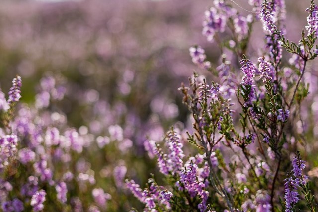 Bloeiende heide