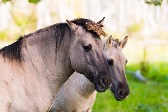 De 10 grootste valkuilen voor beginnende wandelaars; konikpaarden.