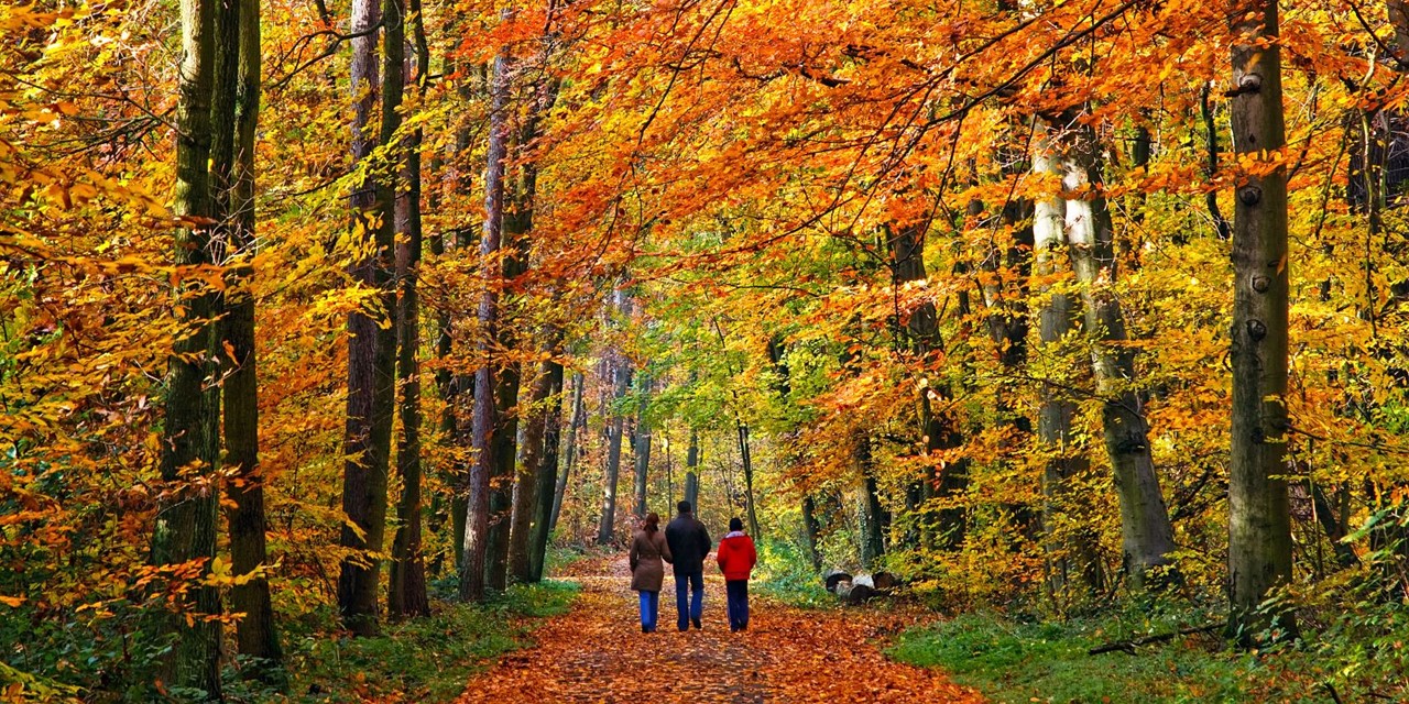 wandelaars in herfstig bos.