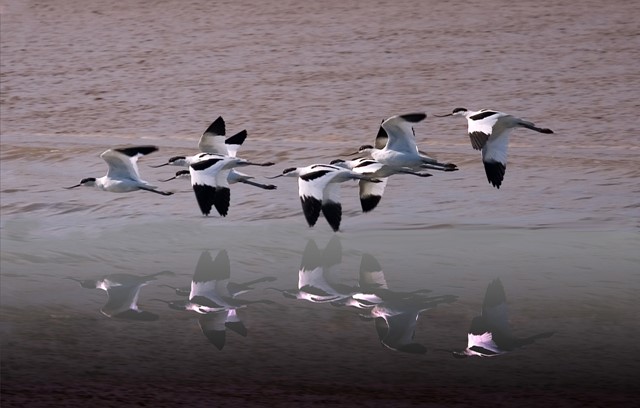 Op de Marker Wadden kun je veel kluten zien