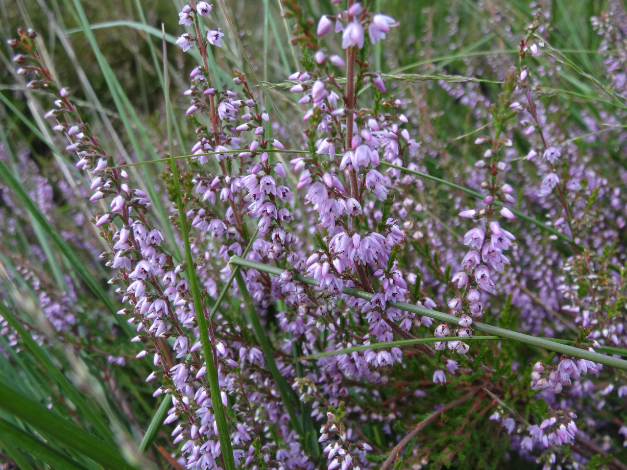 Hei Boswachterspad Stulp Kasteeltuin 