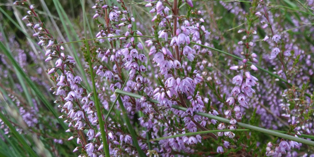 Hei Boswachterspad Stulp Kasteeltuin
