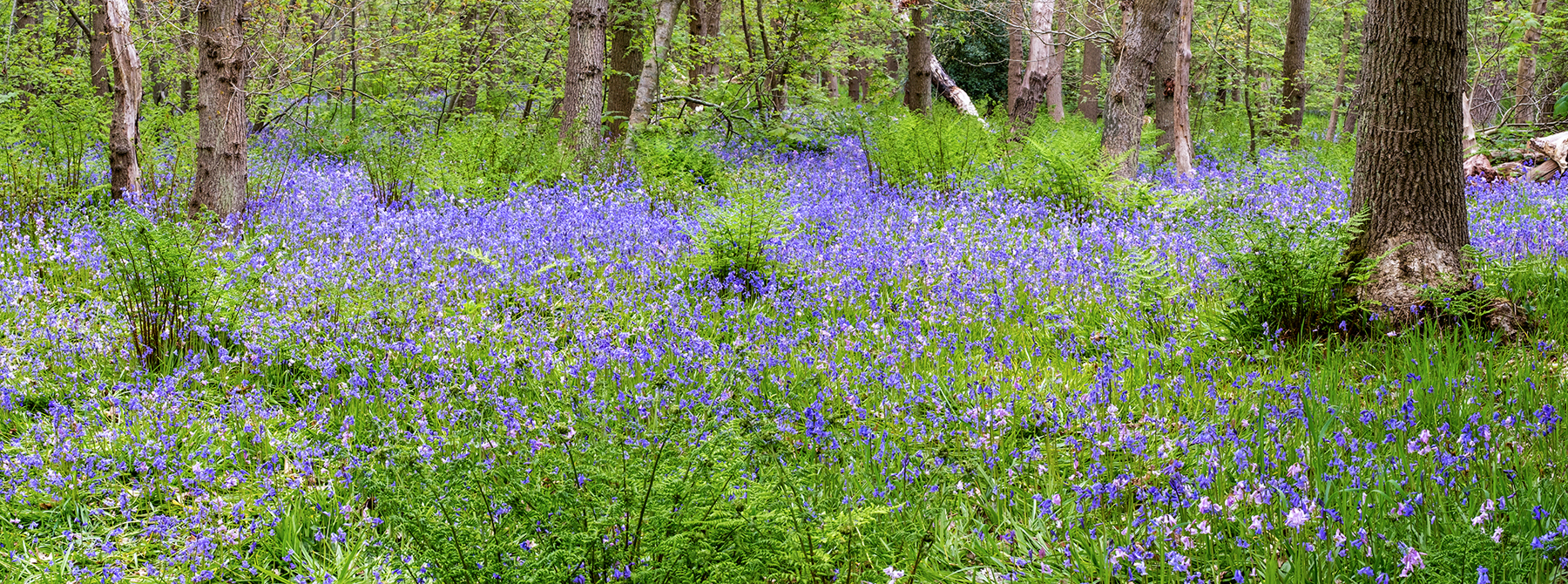 blauwe of paarse wilde hyacinten in het bos