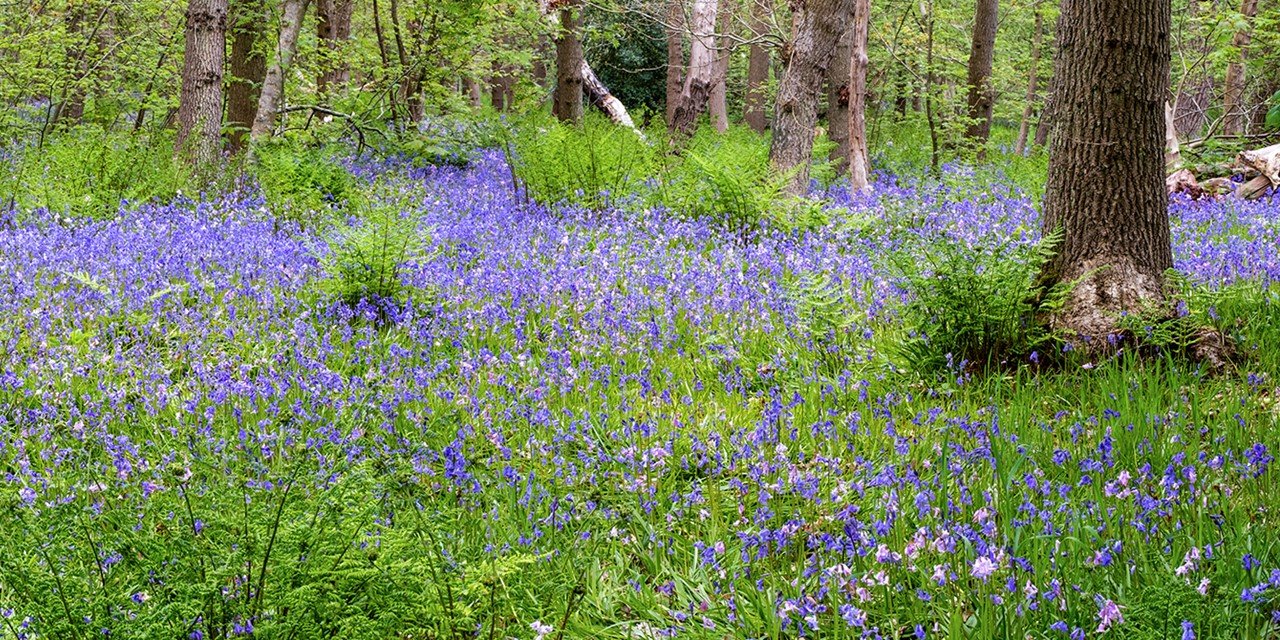 Wilde Bloemen In Het Bos