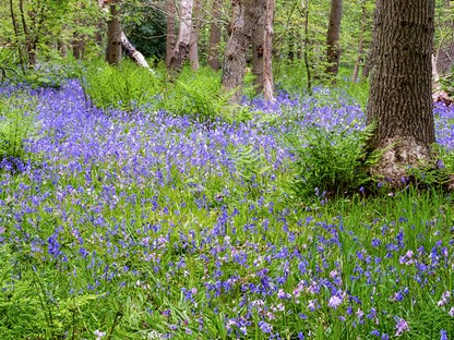blauwe of paarse wilde hyacinten in het bos
