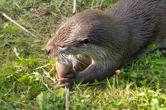 afbeelding van een otter die aan het eten is.