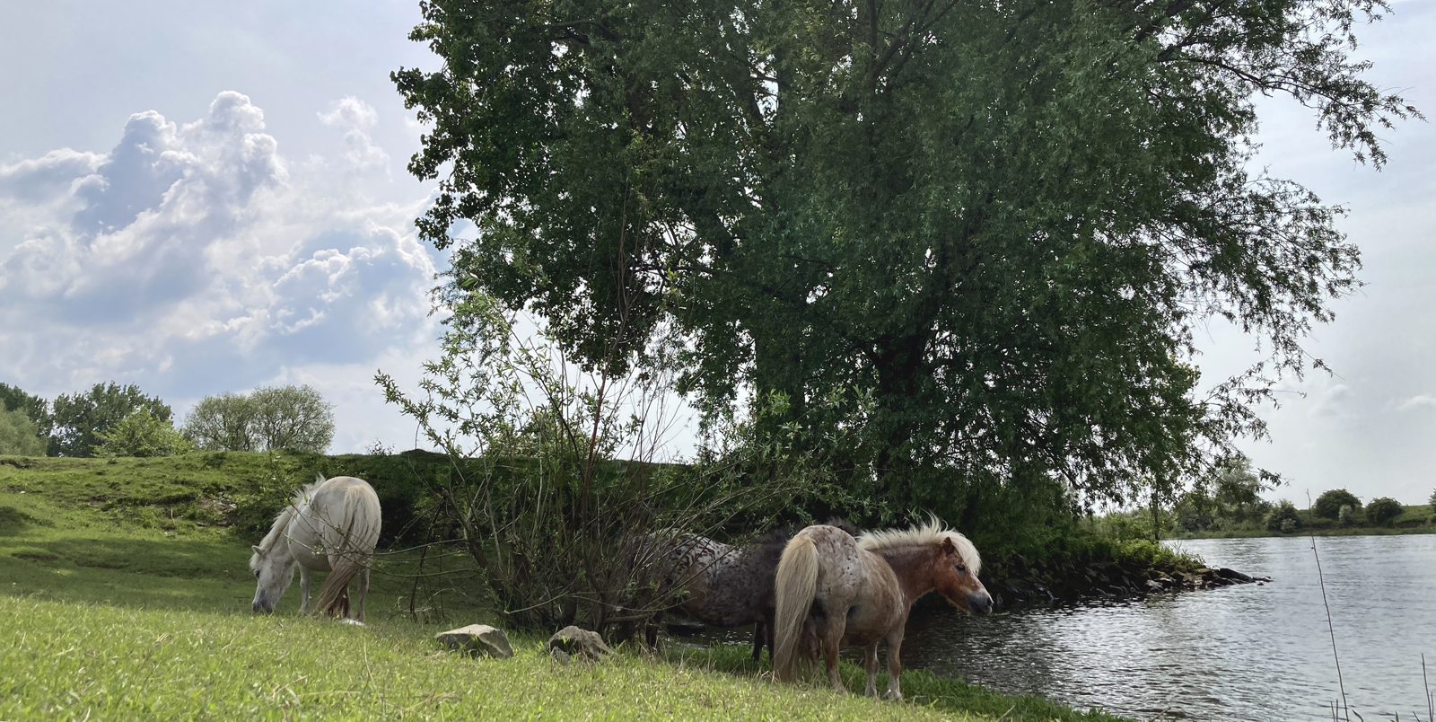 shetlandpony's aan de rivier.