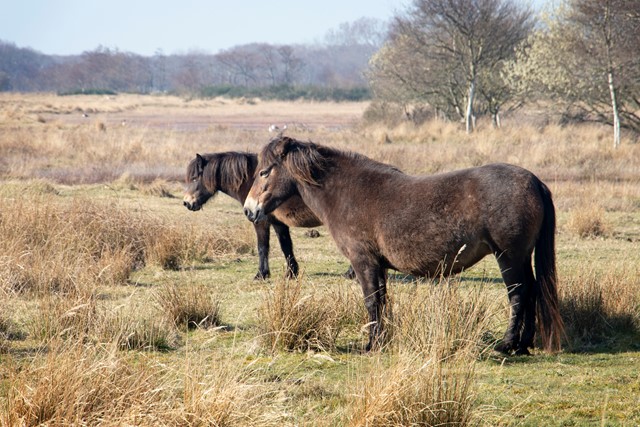 afbeelding van Exmoor pony's in Renesse