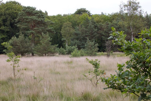 afbeelding van een bosveld in het Zandenbos Nunspeet.