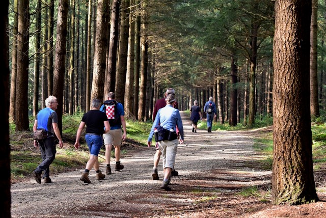 wandelaars in de bossen tijdens de Heuvelrug Wandel2daagse.