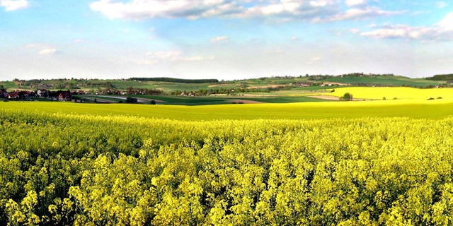 Bloemenveld