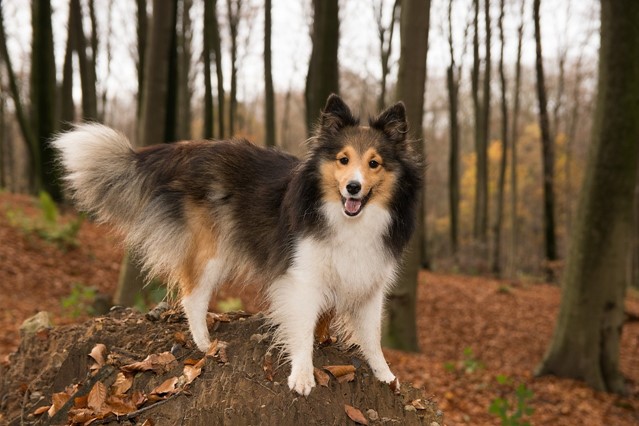 Hond in het bos