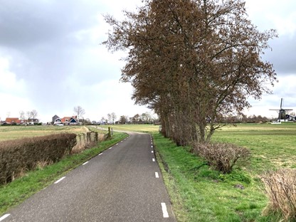 afbeelding van een weg door de weilanden, met een molen in beeld.