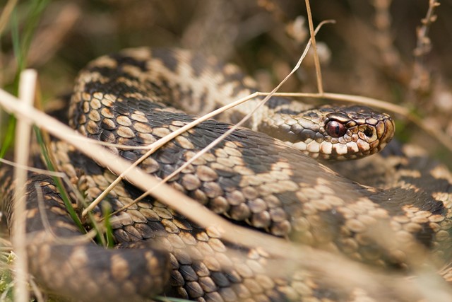 Meinweg Adder Bob Luijks