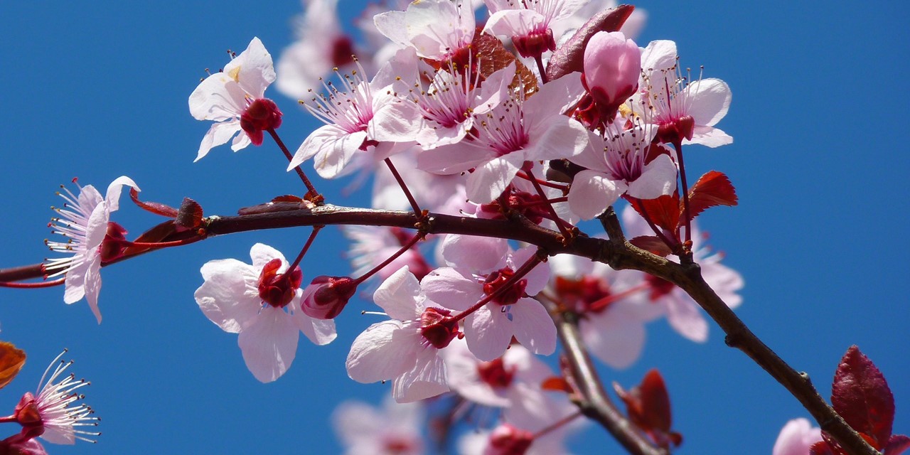Bloesem spotten bij de bloesemtocht, het grootste eendaagse wandel event