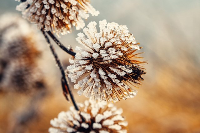 7x Bijzondere natuurverschijnselen in de winter; ijskristallen