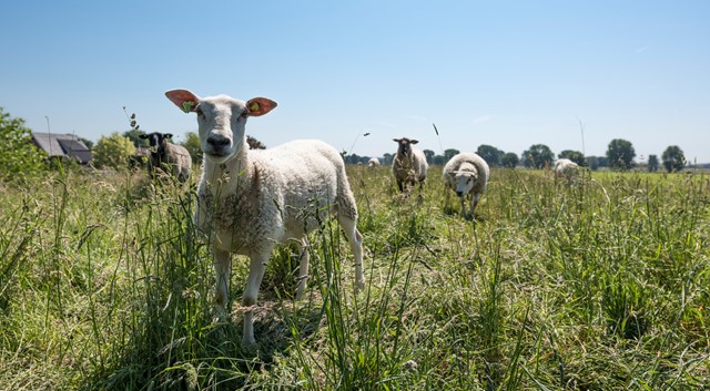 Rijk van Nijmegen - Prins Maurits Linie 