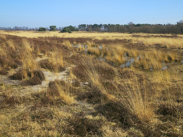 De Groote Peel