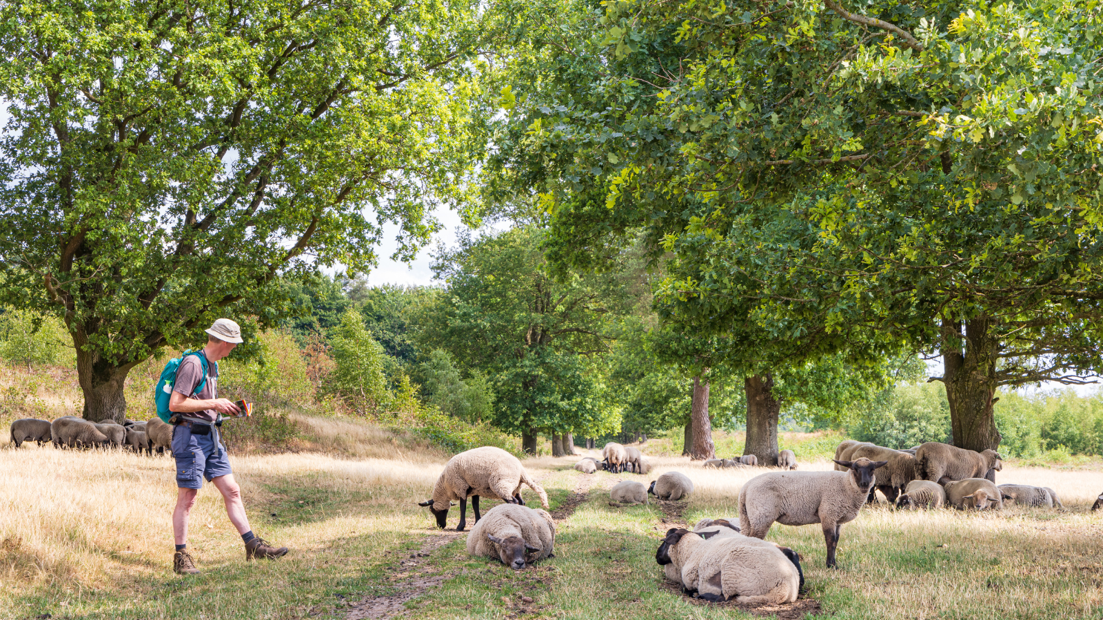 Wandelvakantie Drenthe mooiste wandelreizen Nederland