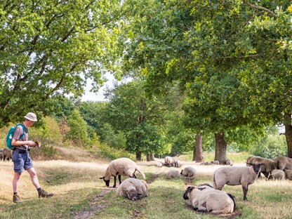 Wandelvakantie Drenthe mooiste wandelreizen Nederland