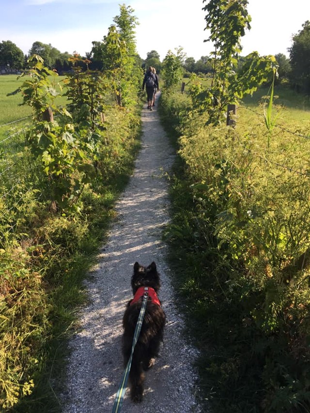 wandelen met hond