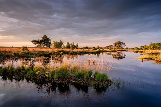 Drents-Friese Wold