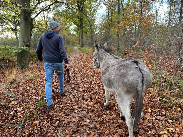 afbeelding van Tjerk en ezel Lodewijk van achteren, op een herfstig bospad.