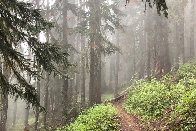 Pacific Crest Trail dit zijn de do's en don'ts: dennenbos.