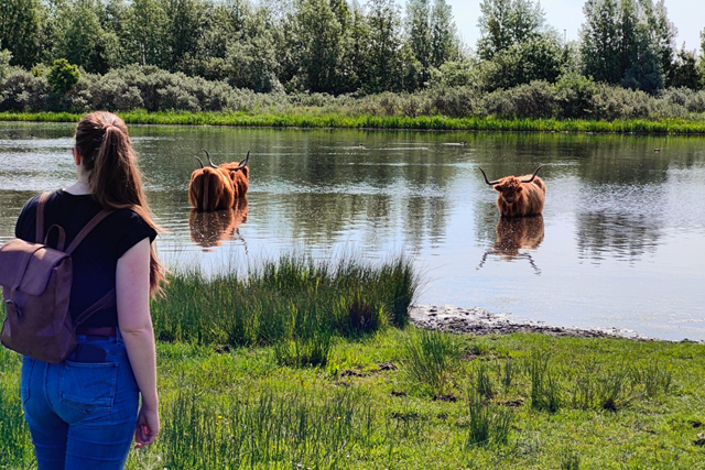 Wandelroute NP Hollandse Duinen Koniks En Schotse Hooglanders