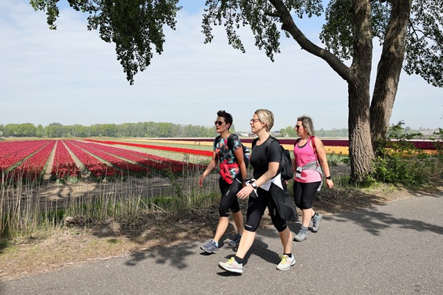 afbeelding van een groepje wandelaars langs een tulpenveld.